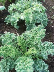 Kale Chips Recipe Image